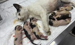 7 yavruyu doğurmakta zorlanan kediye sezaryen