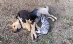 2 Kedi yavrusuna annelik yapan köpek kurtarılamadı