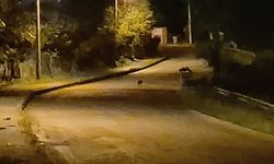 Aç kalan çakal yavruları şehre indi