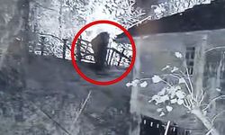 Bartın’da Ayı Mahalle Arasında Görüntülendi