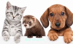 Evcil Hayvan Sahipleri İçin Son 12 Gün