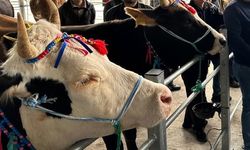 Şap Nedeniyle Kapanmıştı: Akçamescit Pazarı Açılıyor