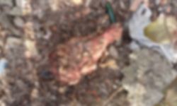 Bartında Tedirgin Eden Olay; At Kafası Bulundu