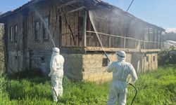 Bartın'da kahverengi kokarca kış uykusunda yok ediliyor