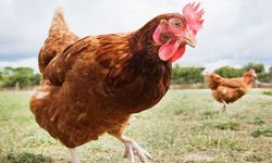 Tavuk Sektörüne Operasyon; 28 gözaltı, 13 Şirkete Kayyum