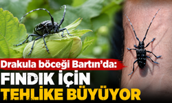 Drakula böceği Bartın’da: Fındık için tehlike büyüyor
