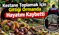 Kestane Toplamak İçin Gittiği Ormanda Hayatını Kaybetti
