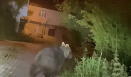 Köyde Korku Dolu Anlar