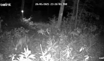 Duygu Dolu Anlar Fotokapana Yansıdı