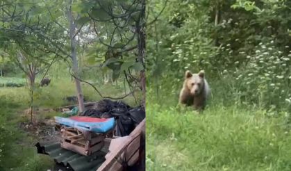 Bartın'da bahçeye gelen ayı görüntülendi
