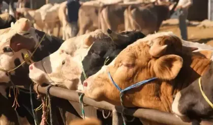 Şaptan Kapanan Hayvan Pazarları Açıldı