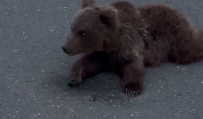 Kara yolundaki yaralı yavru ayı DKMP’ya teslim edildi
