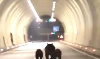 Amasra'da tünele giren bozayı ve 2 yavrusu kamerada