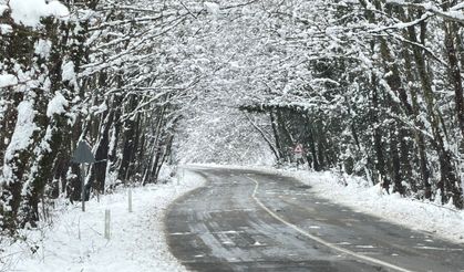 Ağaç tünel yolda masalsı güzellik