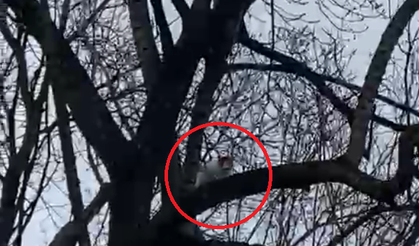 Ağaçta mahsur kalan kedi bir haftadır kurtarılmayı bekliyor