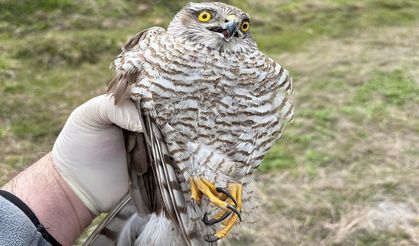 Mugada havzasında 162 yaban hayvanı doğaya salındı