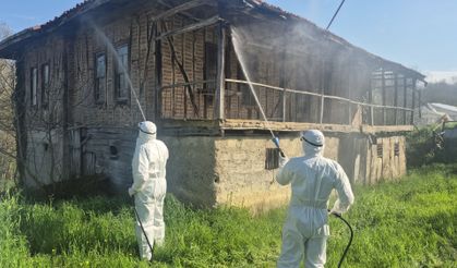 Bartın'da kahverengi kokarca kış uykusunda yok ediliyor