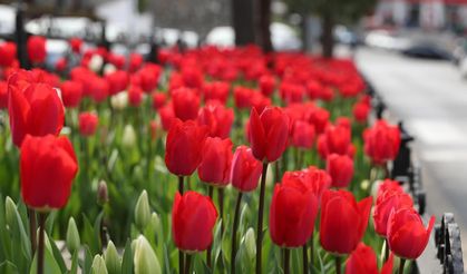 Laleler Açtı, Bartın’da Görsel Şölen Başladı