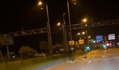 Hastane kavşağına çıkan karacalar kamerada