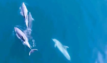 Sevimli yunuslar cep telefonuyla görüntülendi