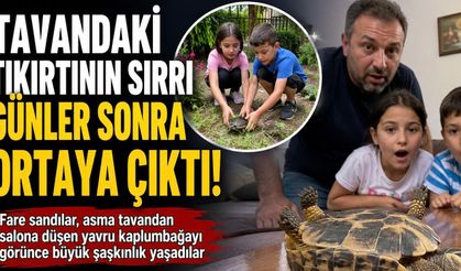 Tavandaki Tıkırtının Sırrı Günler Sonra Ortaya Çıktı