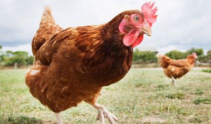Tavuk Sektörüne Operasyon; 28 gözaltı, 13 Şirkete Kayyum
