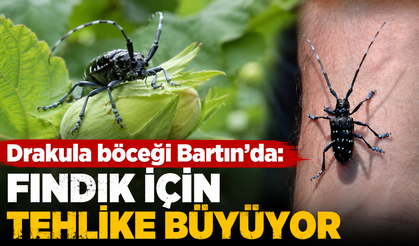 Drakula böceği Bartın’da: Fındık için tehlike büyüyor