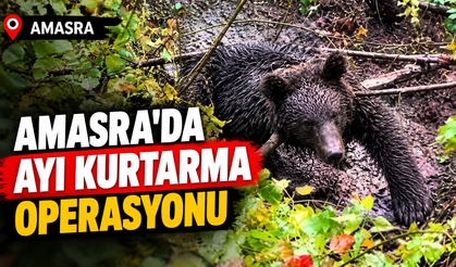 Amasra’da Ayı Kurtarma Operasyonu