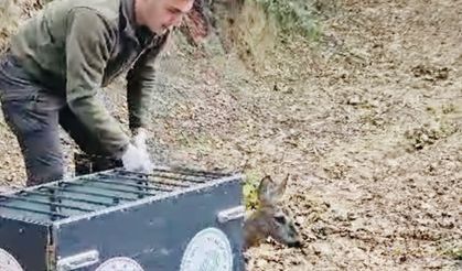 Bartın’da Otomobilin Çarptığı Karaca Doğaya Salındı