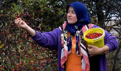 Bartın’ın Kızılcığı Ekonomiye Milyonlar Kazandırıyor