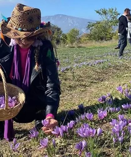 Safranbolu’ya ismini veren safranın hasadı başladı