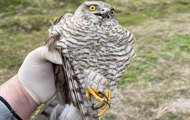 Mugada havzasında 162 yaban hayvanı doğaya salındı