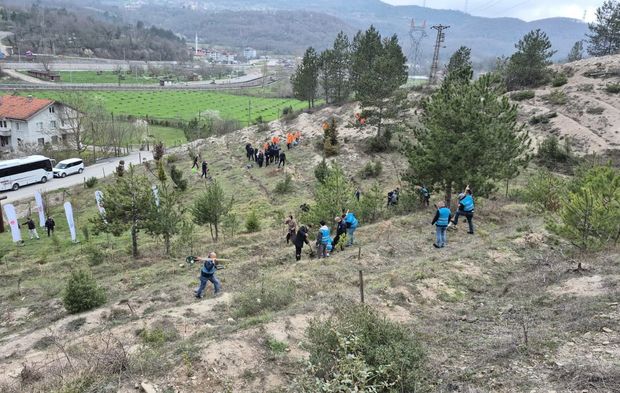 Bartın'da hükümlüler fidan dikti