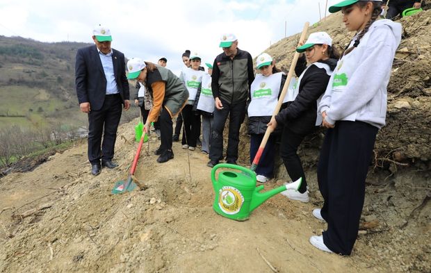 Bartın'da yüzlerce defne ve kızılcık fidanı toprakla buluştu