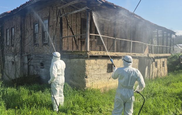 Bartın'da kahverengi kokarca kış uykusunda yok ediliyor