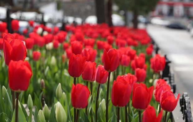 Laleler Açtı, Bartın’da Görsel Şölen Başladı