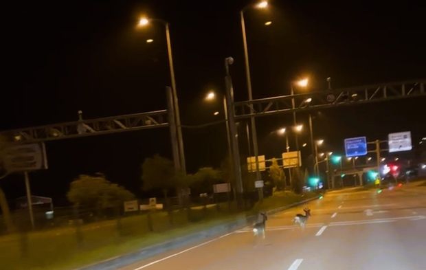 Hastane kavşağına çıkan karacalar kamerada