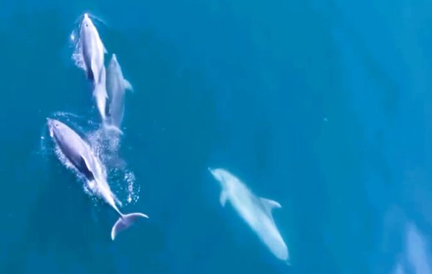 Sevimli yunuslar cep telefonuyla görüntülendi