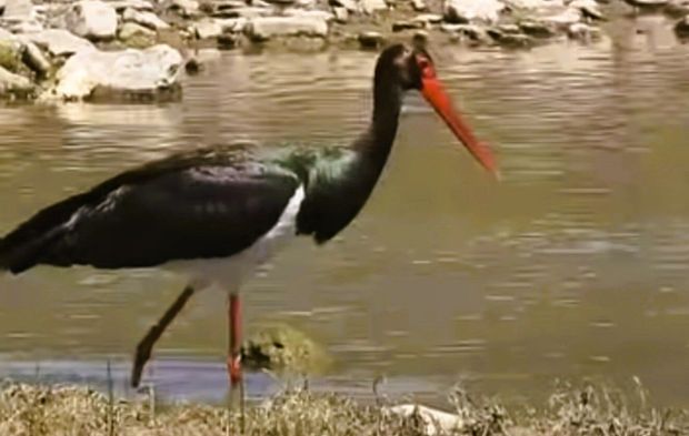 Bartın'da nadir görülen karaleylek kayda alındı