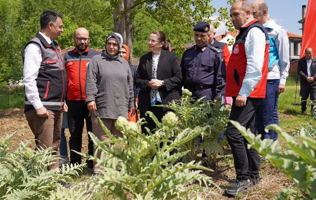 Bartın’da İlk Kuşkonmaz Hasadı Yapıldı, Enginar Yolda