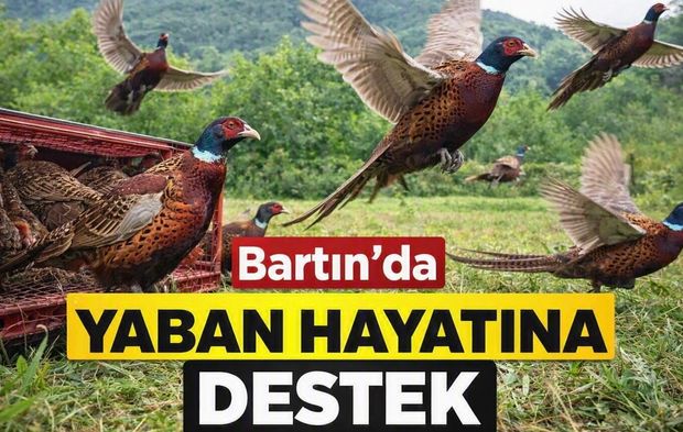 Bartın’da yaban hayatına 300 sülünlük destek!