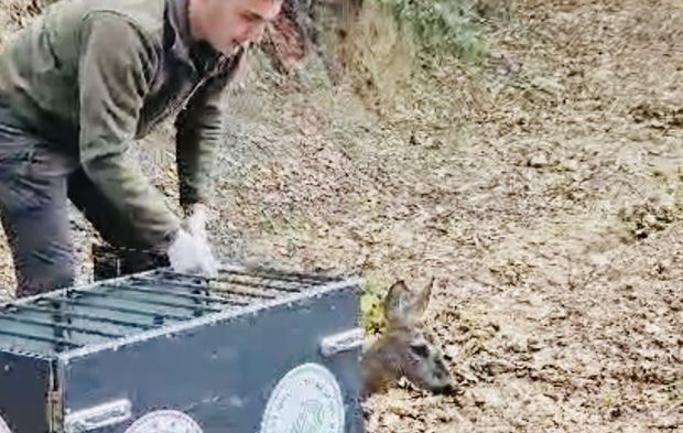 Bartın’da Otomobilin Çarptığı Karaca Doğaya Salındı