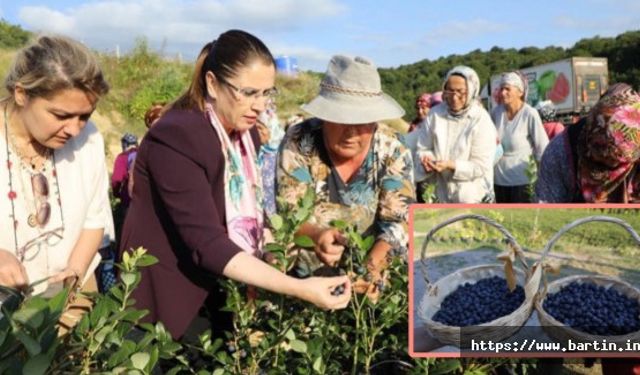 Bartın’da Yaban Mersini Hasadı Başladı