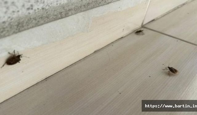Kahverengi Kokarcalar Bartın'ı İstila Etti