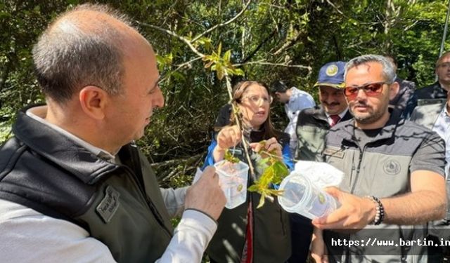 Katil Arıya Karşı Terminatör Böcek