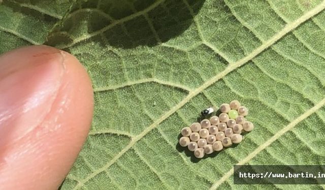 Samuray Arıları Böyle Çalışıyor - Video