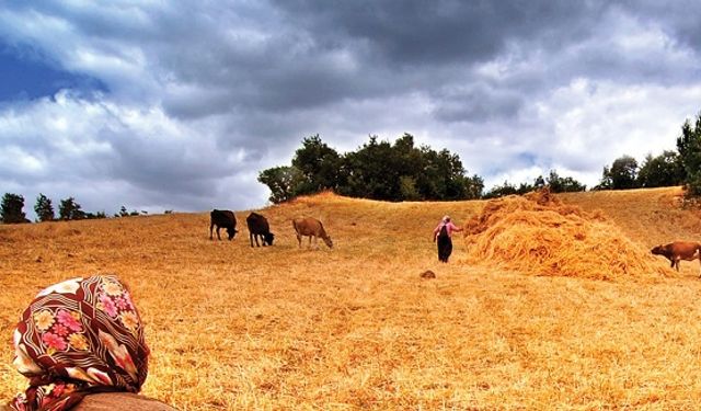 Tarım ve Hayvancılıkta Çarpıcı Rakamlar