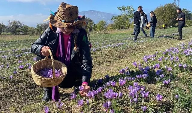 Safranbolu’ya ismini veren safranın hasadı başladı