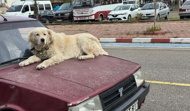 Golden cinsi Binnaz'ı otomoblilin üstünde gezidiriyor