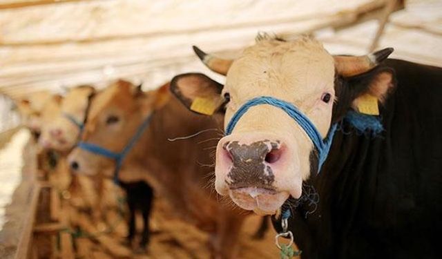 Kozcağız’da Şap Alarmı; 26 Köye Gözetim